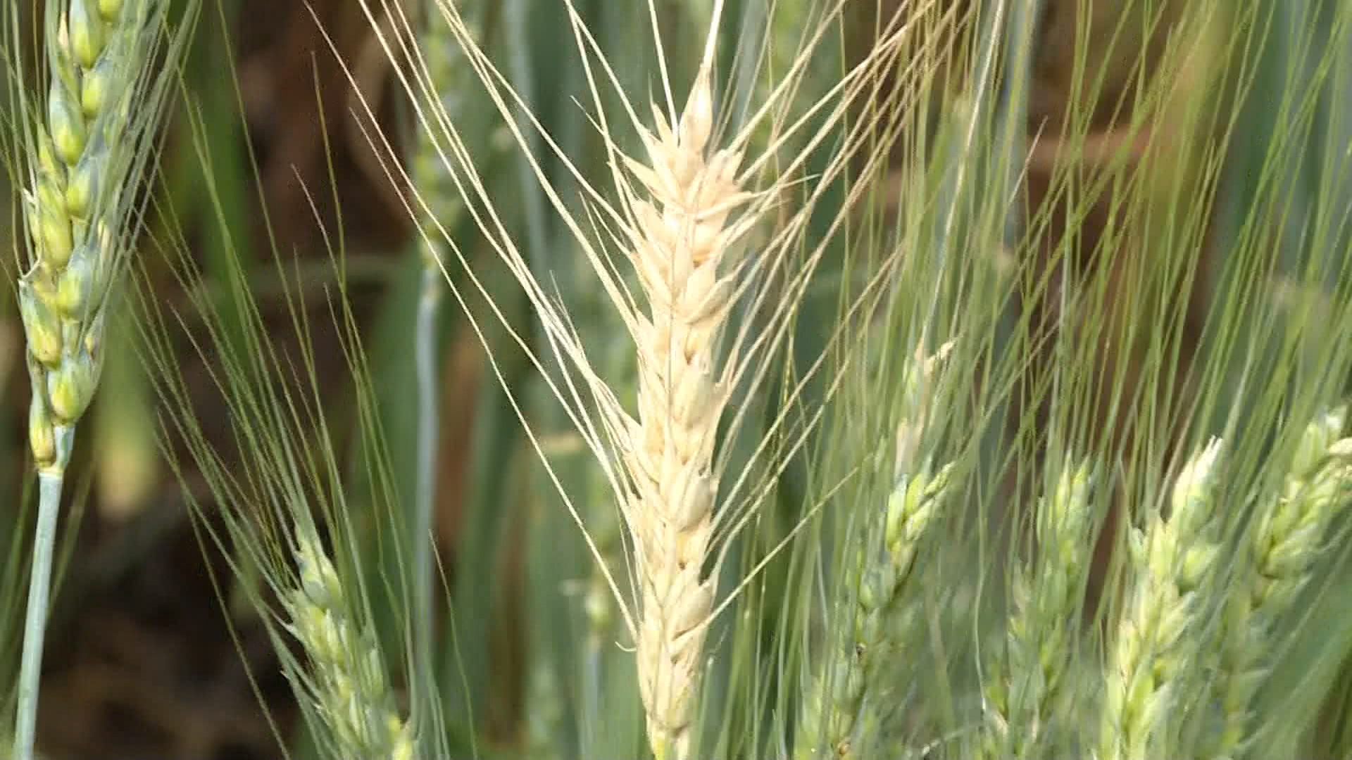 Técnica pode reduzir fertilizantes com ajuda de fungos benéficos