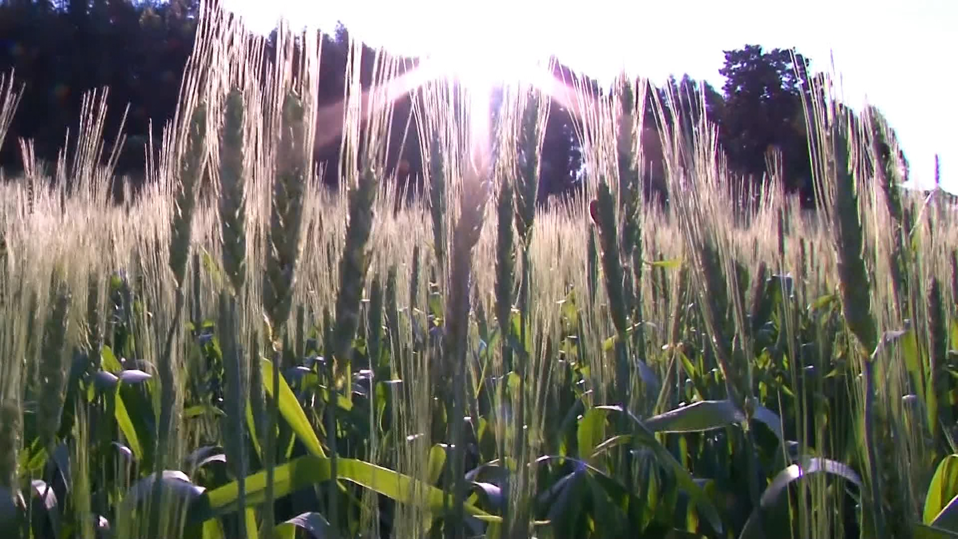 Doença pode reduzir 13% produção de trigo no mundo