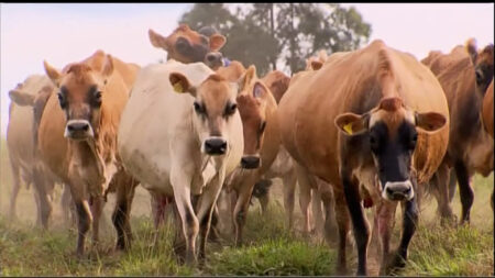 vaca leiteira