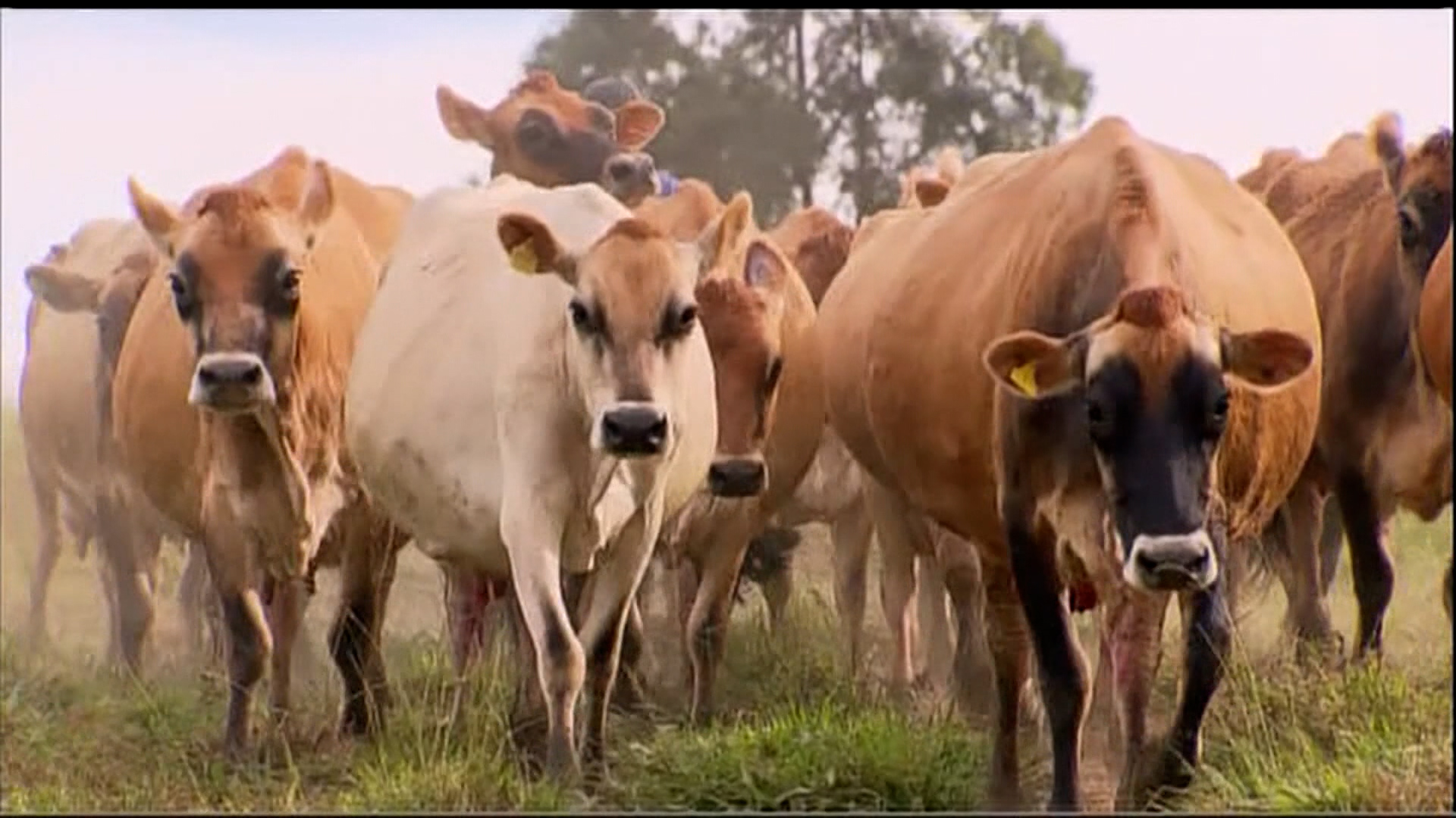 vaca leiteira