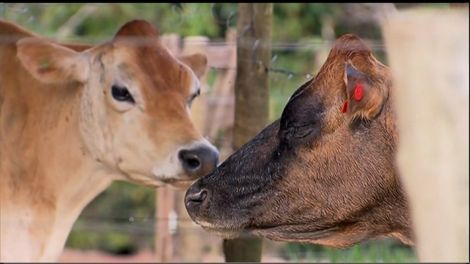 Robôs, painéis solares e bem-estar animal: conheça o novo centro de pesquisa da Unesp