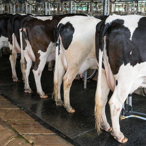 Governo vai taxar pum de vaca