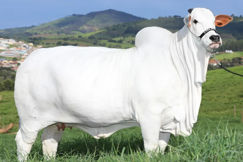 Foto de Viatina, a vaca nelore mais cara do mundo