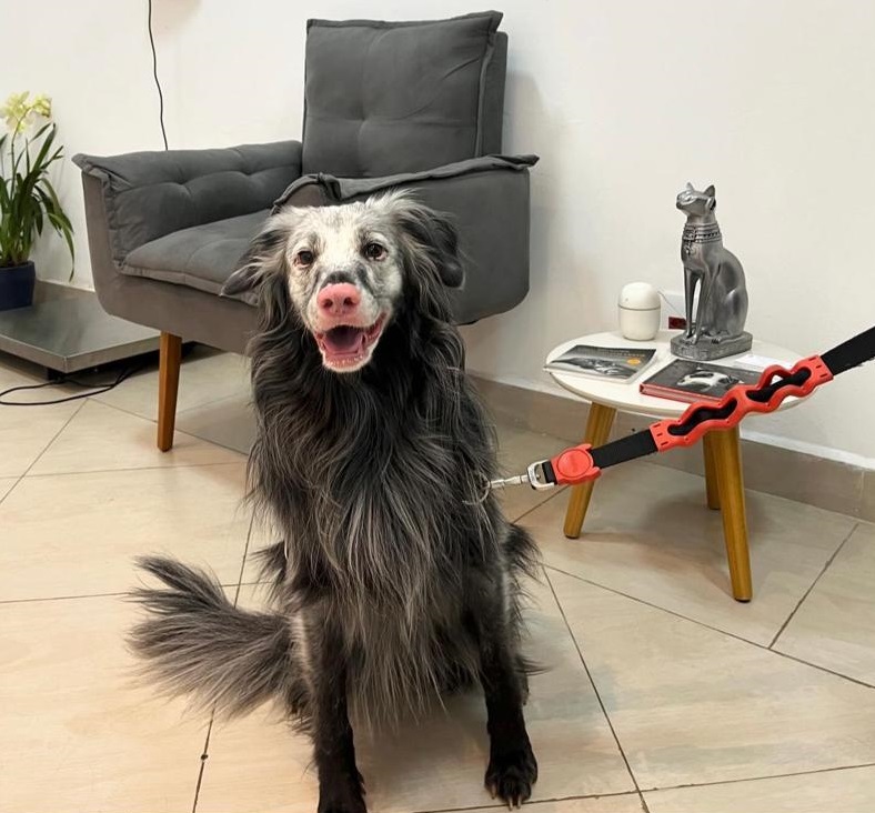 Vitiligo: cachorra brasileira que nasceu 100% preta está ficando branca