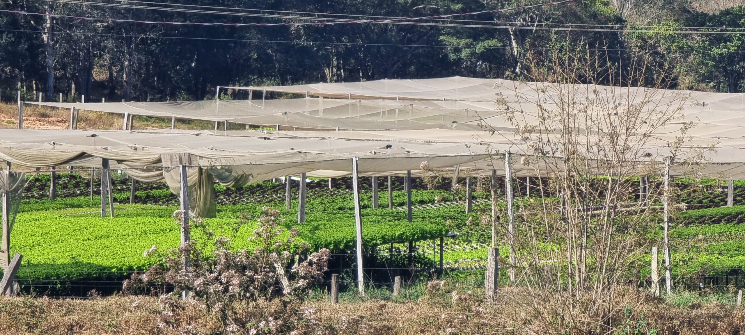 La Niña vai afetar o preço da alimentação