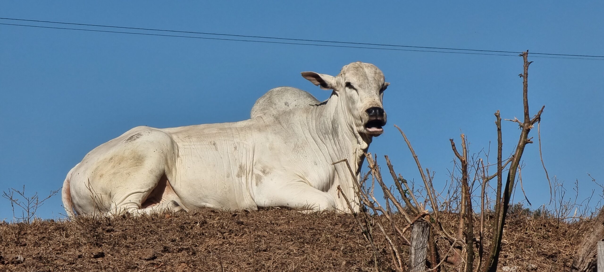 Produção recorde de carne bovina aumenta exportações e oferta interna
