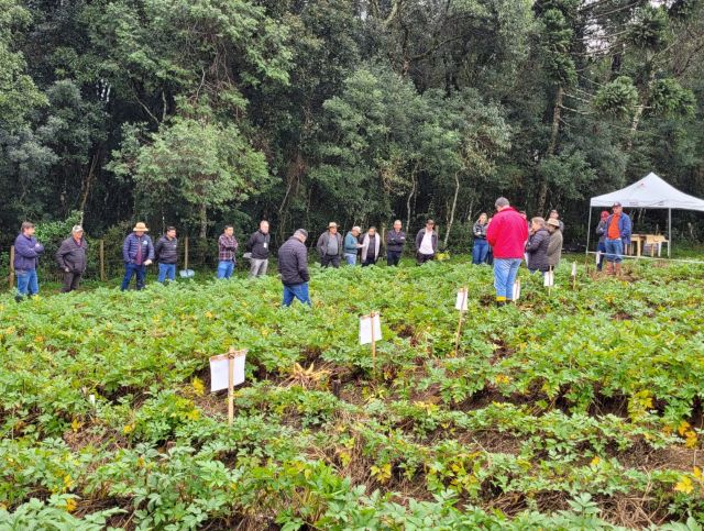 Epagri avalia variedades de batata-salsa