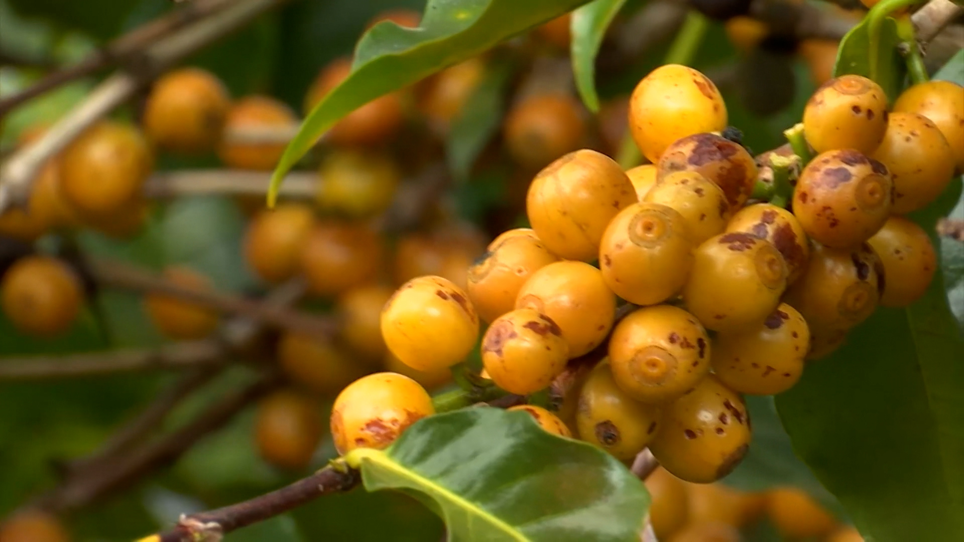 Conheça os principais grãos de café