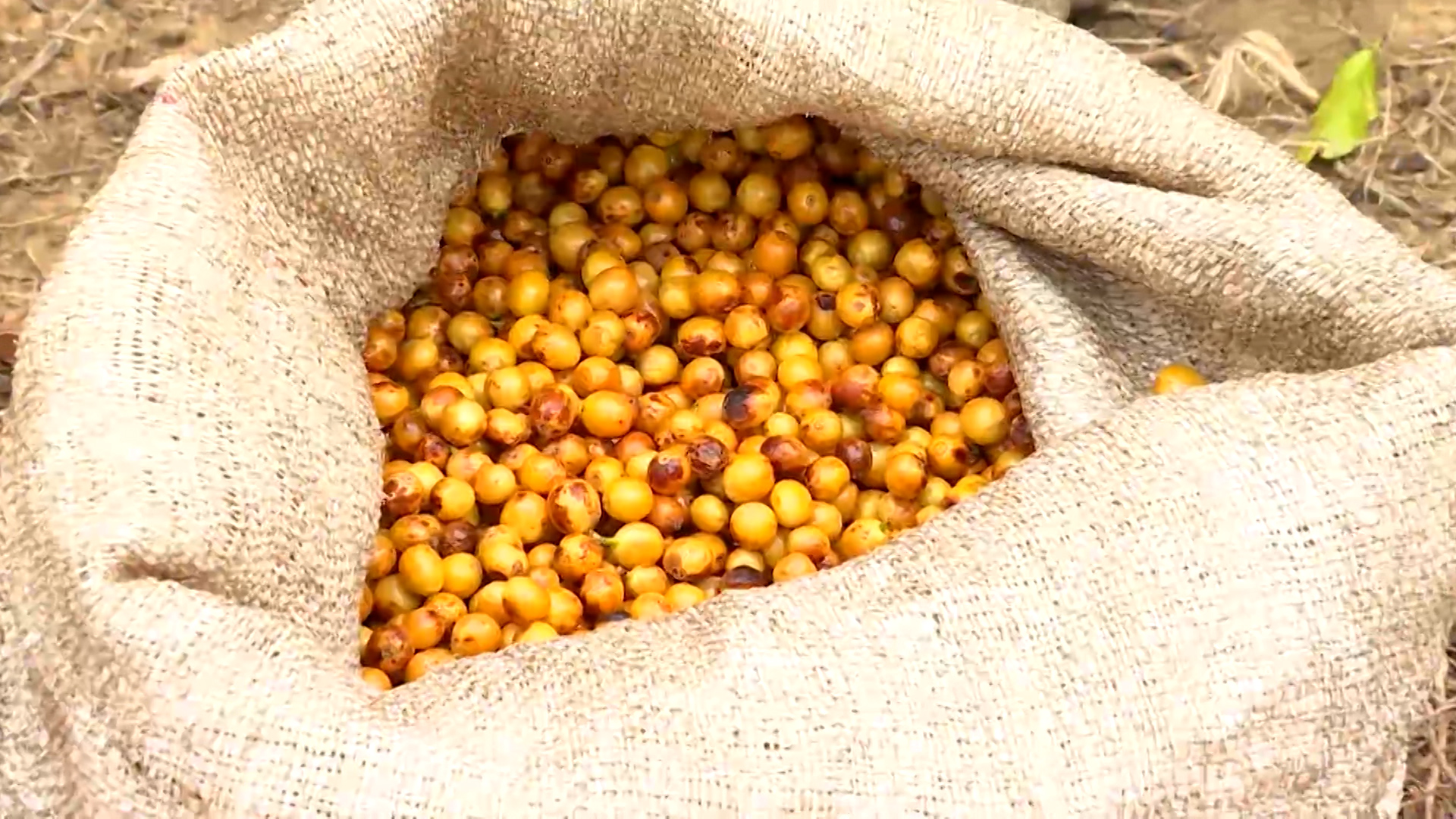 Logística: produtores de café enfrentam falta de estrutura portuária