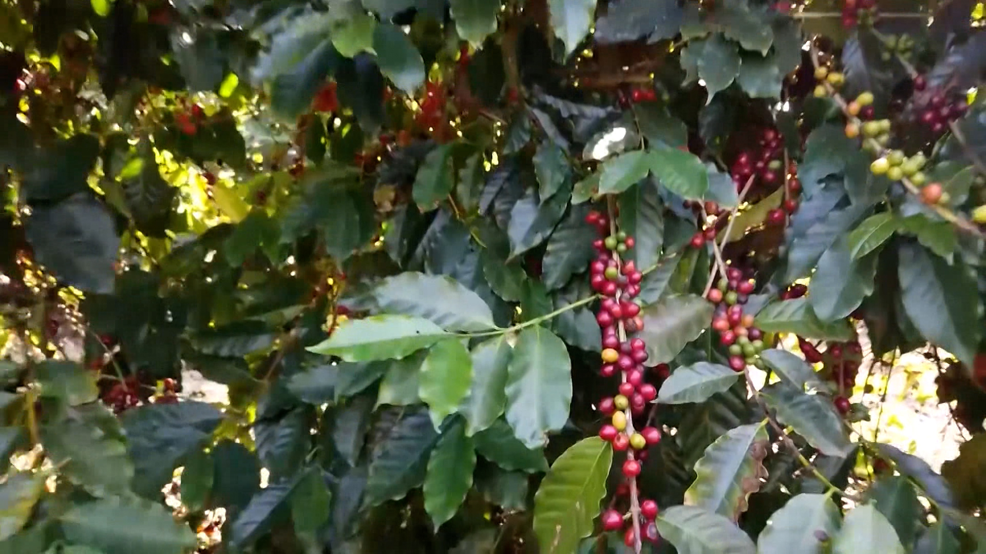 Preço do café arábica alcança maior patamar desde fev. de 2022