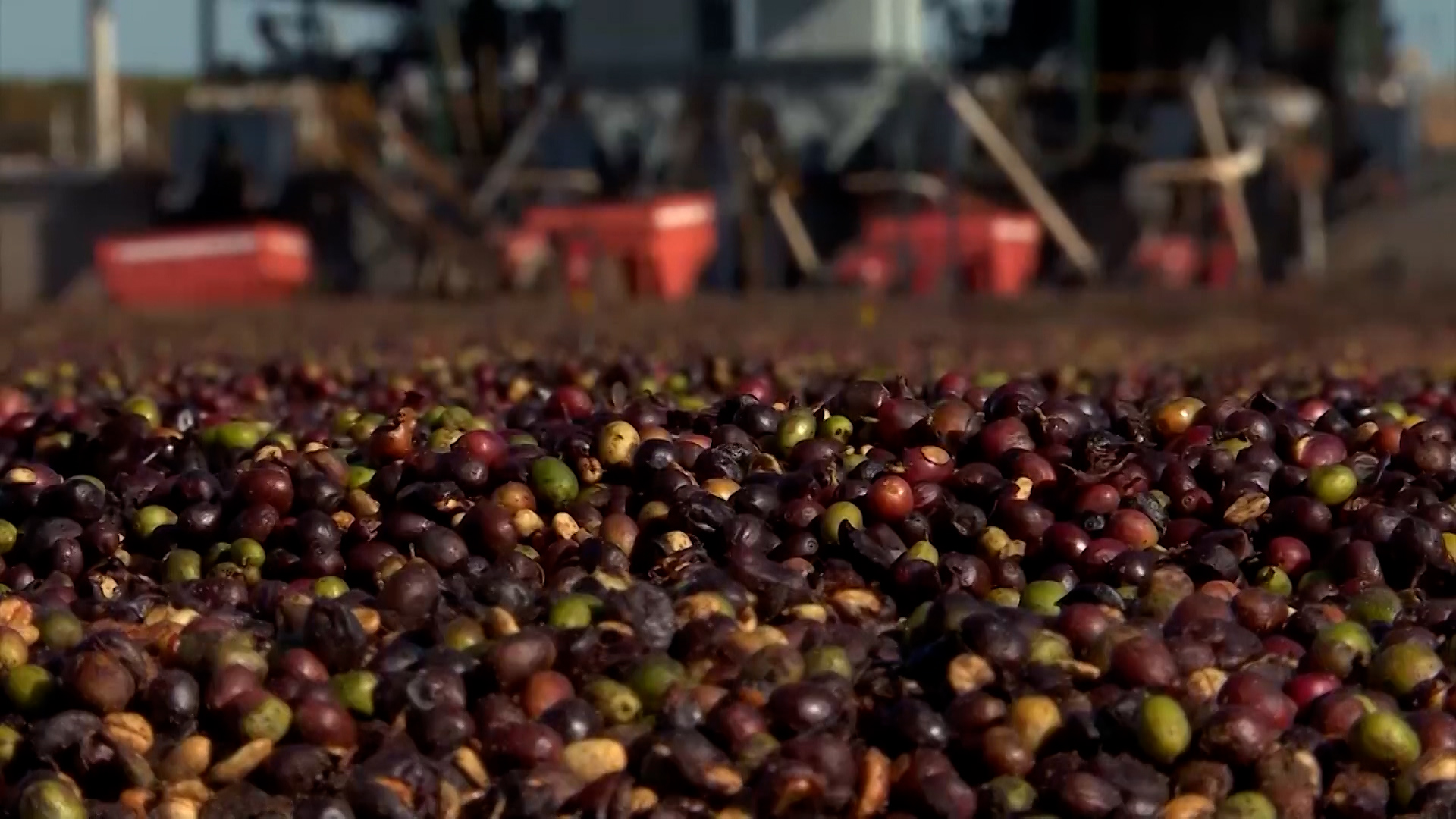 Brasil registra recorde de exportação de café em outubro