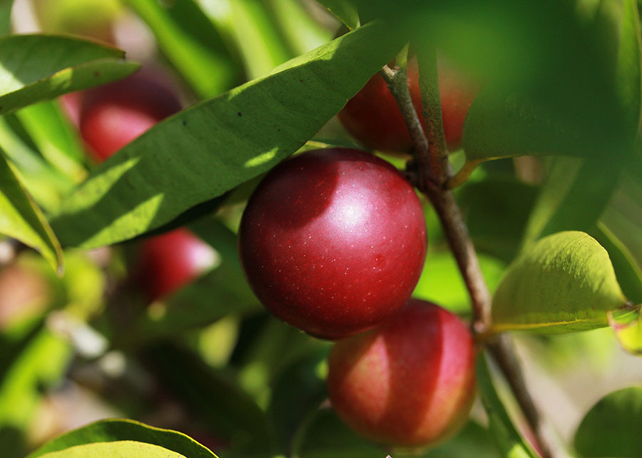 Camu-Camu aumenta valor nutricional da farinha de mandioca