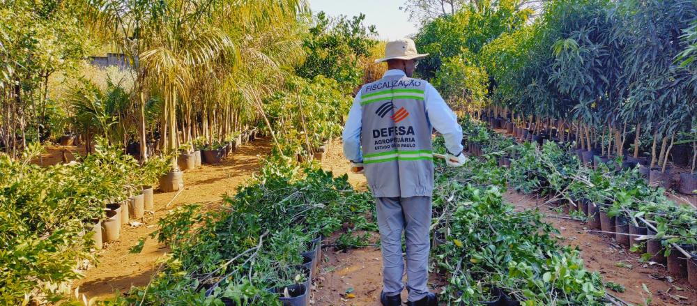 São Paulo reforça combate ao Greening com novo edital