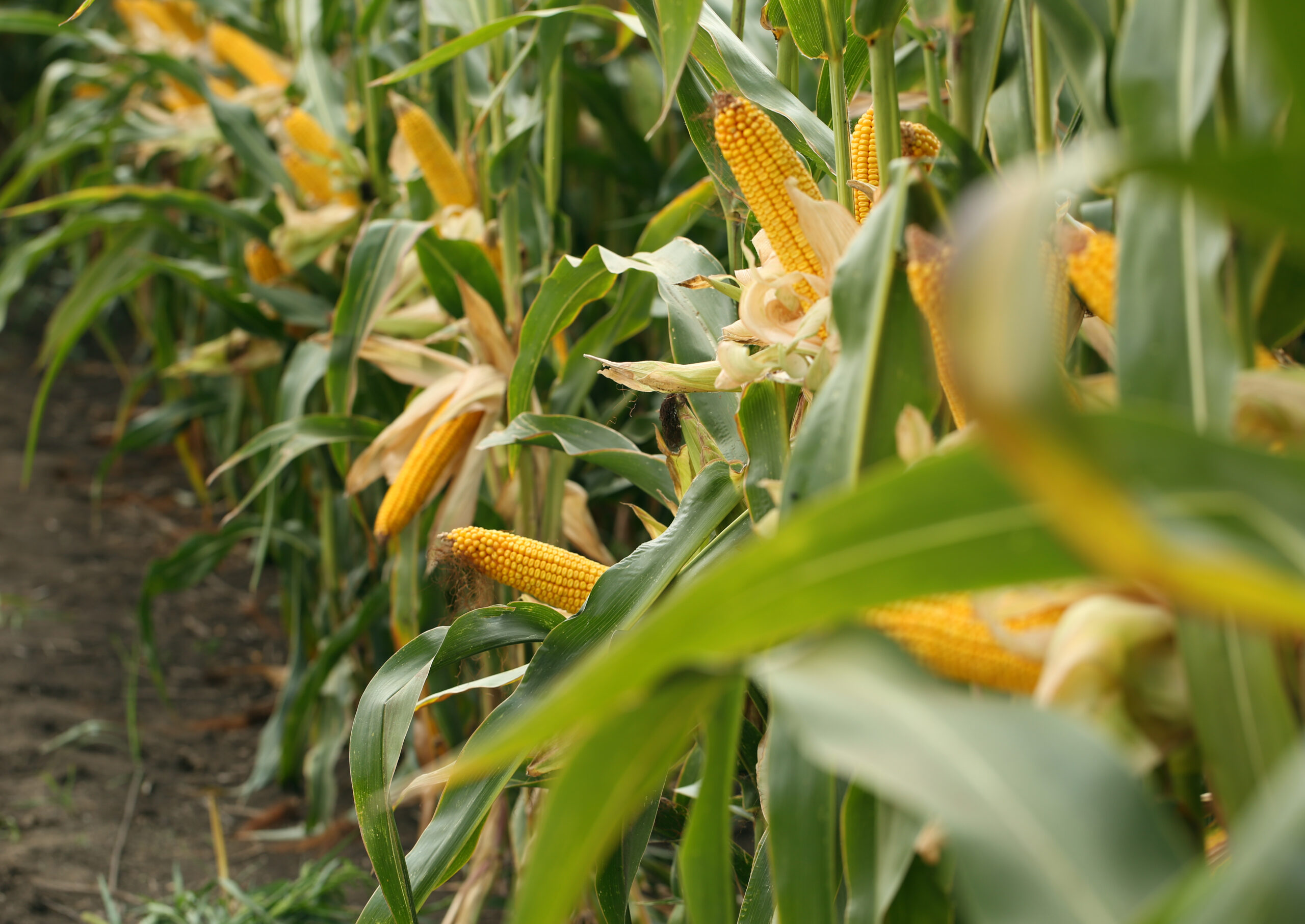 Milho supera 340 sacas por hectare em concurso nacional