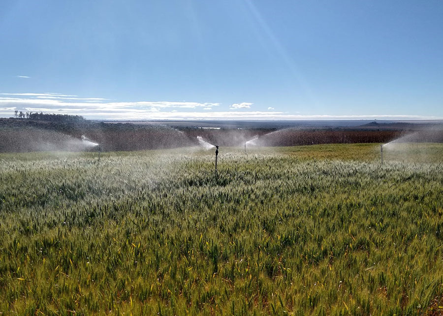 Embrapa: pesquisa define irrigação ideal para trigo no cerrado