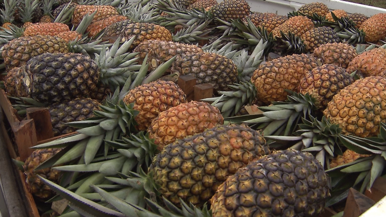 Primavera abastece mercado com manga, melancia e abacaxi