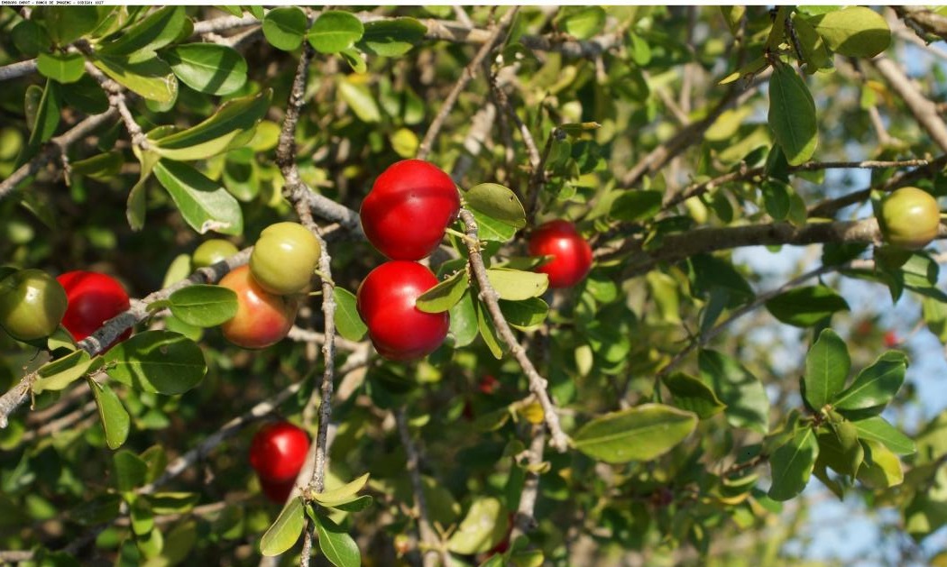 Safra de acerola em São Paulo encolhe com seca e pressão do nordeste