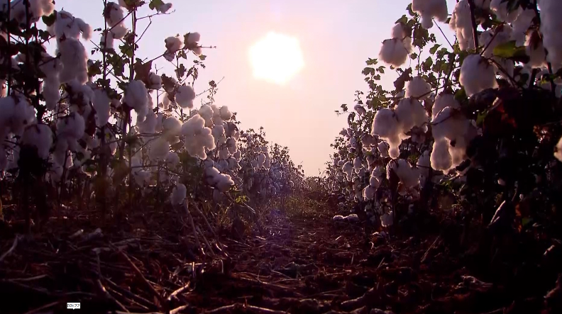 Mudanças climáticas são temas centrais no Fórum Internacional de Agropecuária
