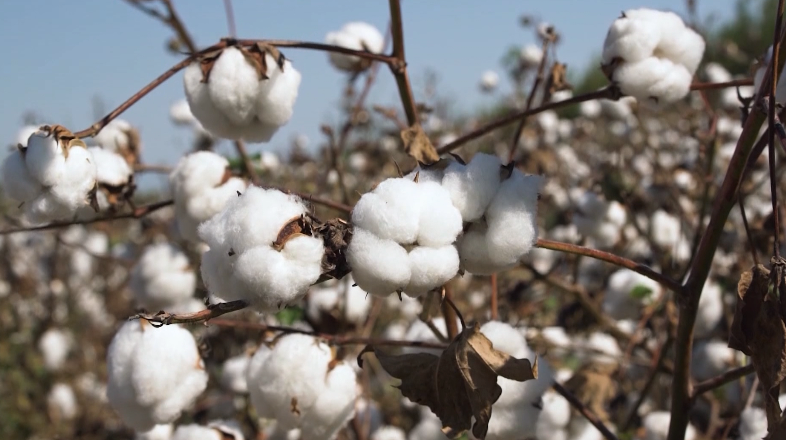 Algodão agroecológico: o futuro da moda sustentável