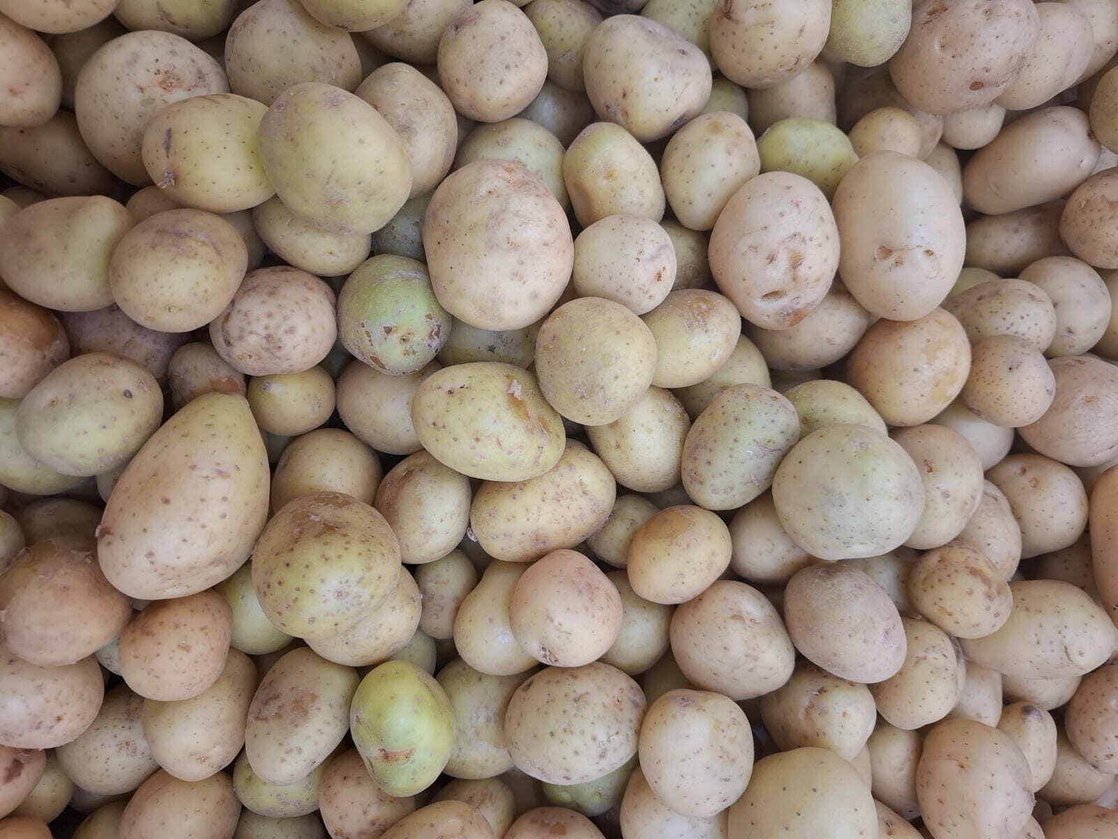 Batata veio do tomate, revela estudo genético revolucionário