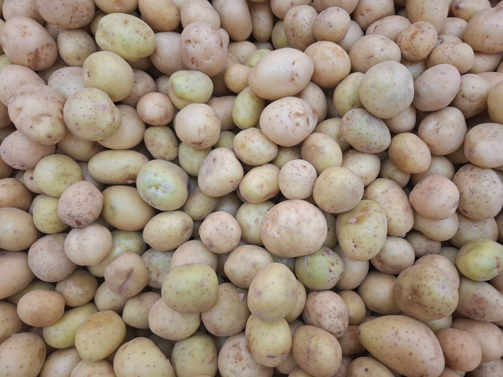 Rizoctoniose na batata: como evitar perdas de até 30% na safra