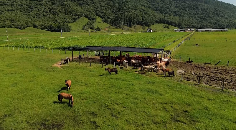 Conectividade: como a inteligência de dados está transformando a produção agrícola no Brasil