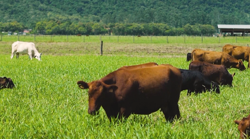 Sorgo-biomassa: opção para geração de energia no Brasil