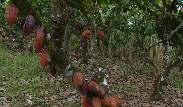 Do cacau ao ovo de chocolate: como a crise global explica os preços altos