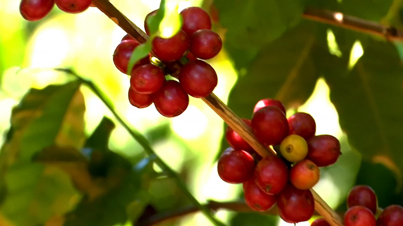 Mudanças climáticas forçam cafeicultores fluminenses a buscar seguro rural