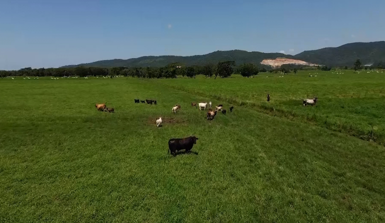 Desmatamento na Amazônia afeta cultivo de soja e milho