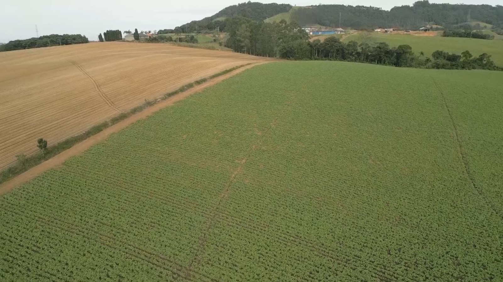 Influência da herança africana na agricultura brasileira