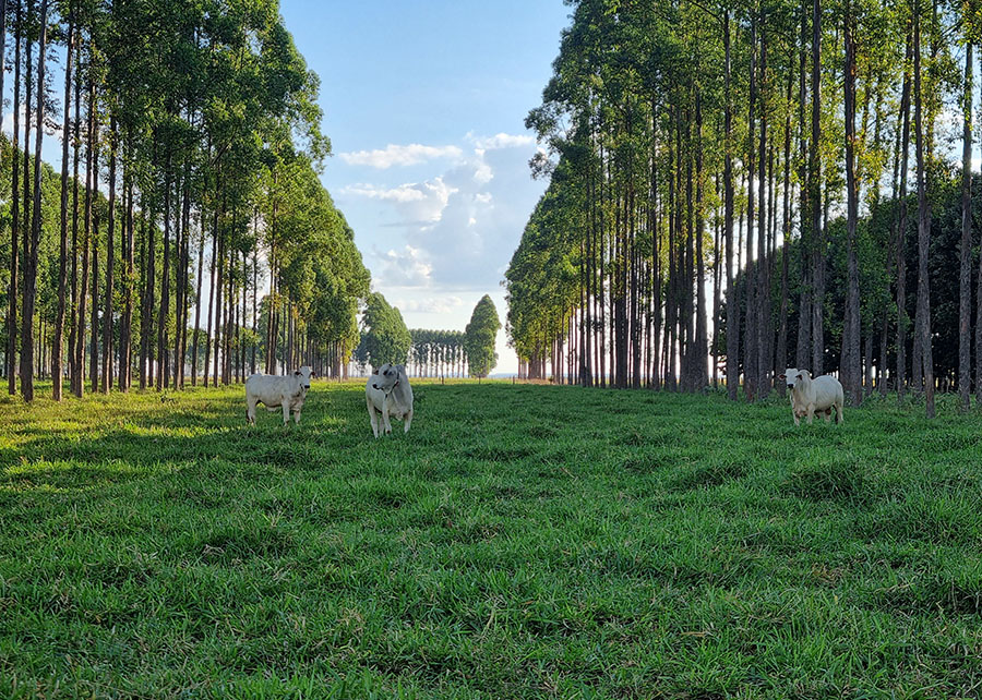 Maior experimento mundial com sistemas de integração lavoura-pecuária-floresta