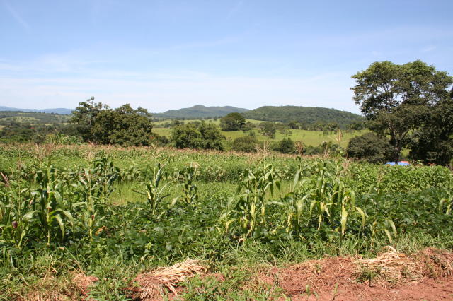 Agricultura familiar poderá ganhar com mudança na tributação do biodiesel