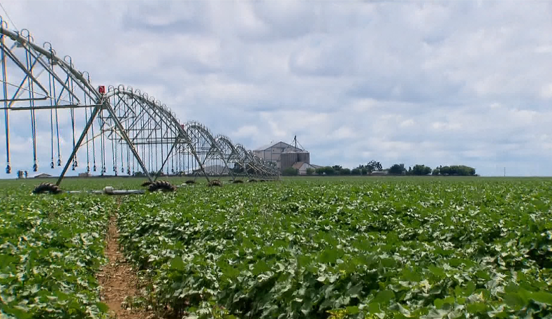 Pequenos investidores descobrem oportunidades no boom do agronegócio brasileiro
