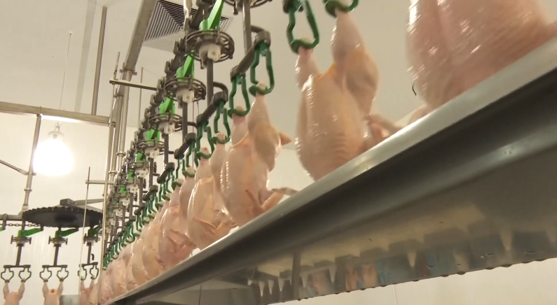 União Europeia reabre mercado para carnes de frango e peru do Brasil