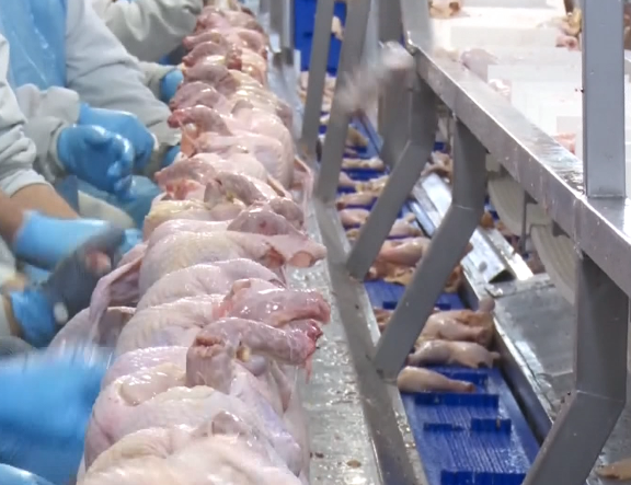 Paraná lidera crescimento na produção de frangos e suínos no Brasil