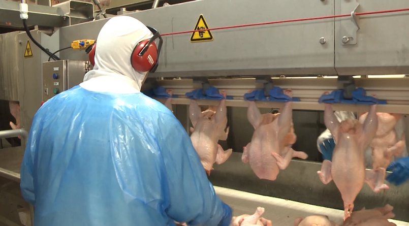 Consumo de frango dispara e puxa alta histórica da carne no mundo