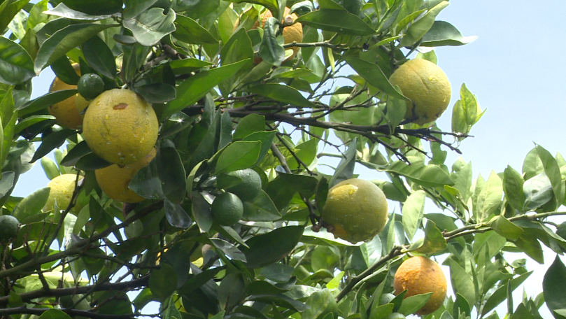 Citricultura brasileira pode gerar US$ 7,72 por tonelada de gás carbônico