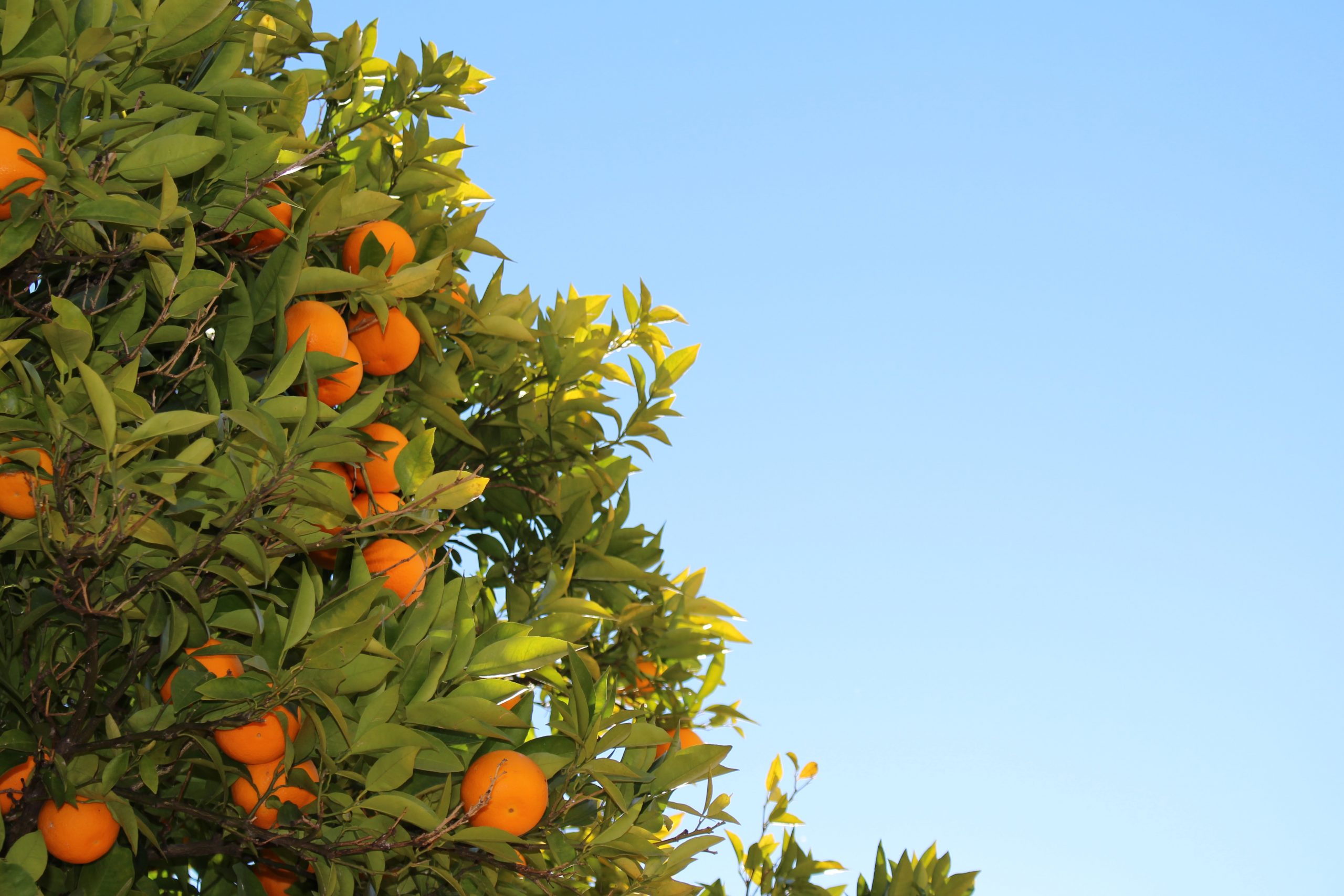 Isenção do suco na tarifa dos EUA alivia o setor