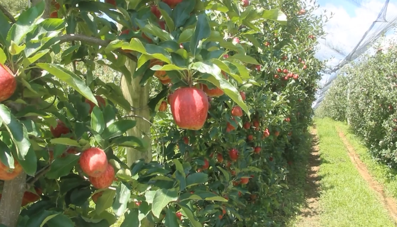 Área plantada com maçã cresce mais de 40% no Sul de Minas