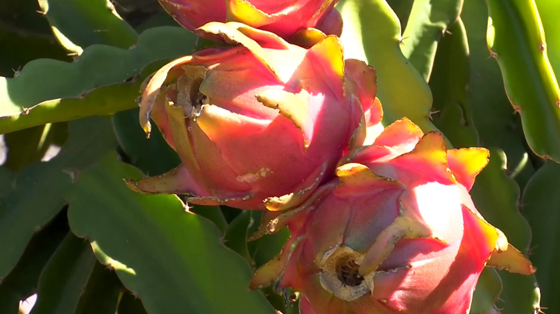 Pitaya desbanca o pistache: a fruta do dragão é a tendência em 2026