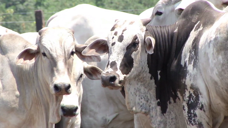 Brasil domina mercado global com supervacas zebu