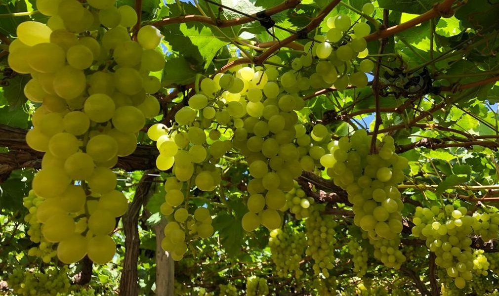 Brasil abre mercado inédito para uvas no Azerbaijão