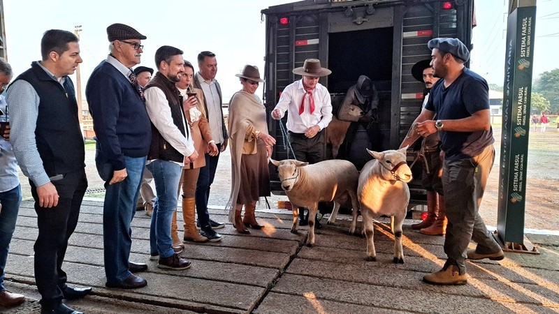 Primeiros animais que chegam à Expointer são ovinos da raça Texel