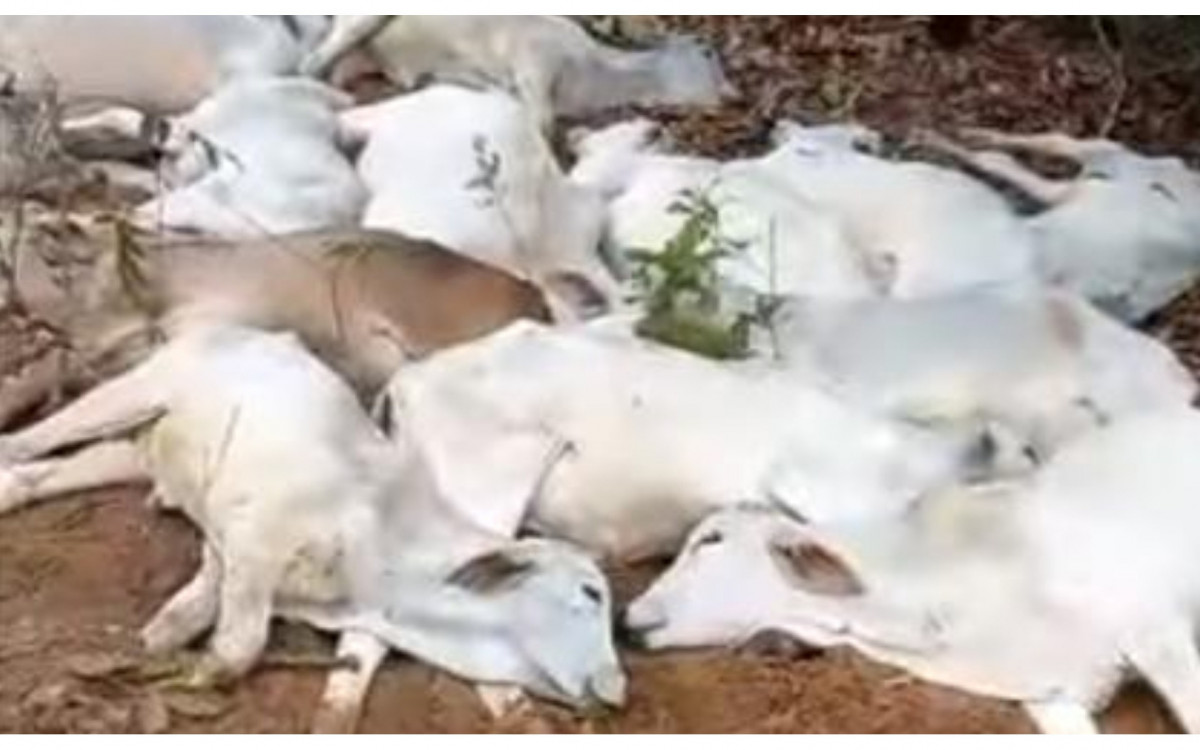 Frio intenso mata animais no campo