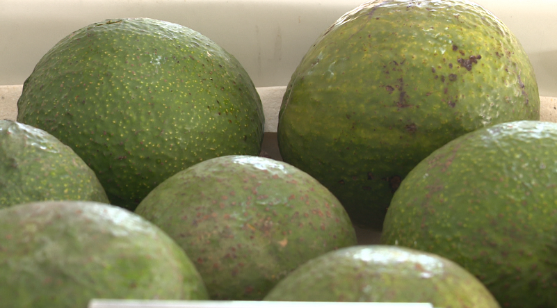 Broca-do-abacate ameaça até 100% da produção em Santa Catarina