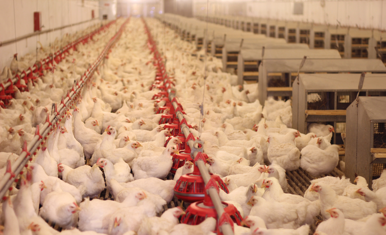 Novo caso de gripe aviária em aves silvestres em Rio Grande do Sul