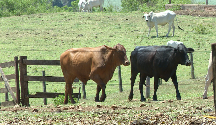 Brasil lidera mercado mundial de carne bovina com inovação tecnológica e sustentabilidade