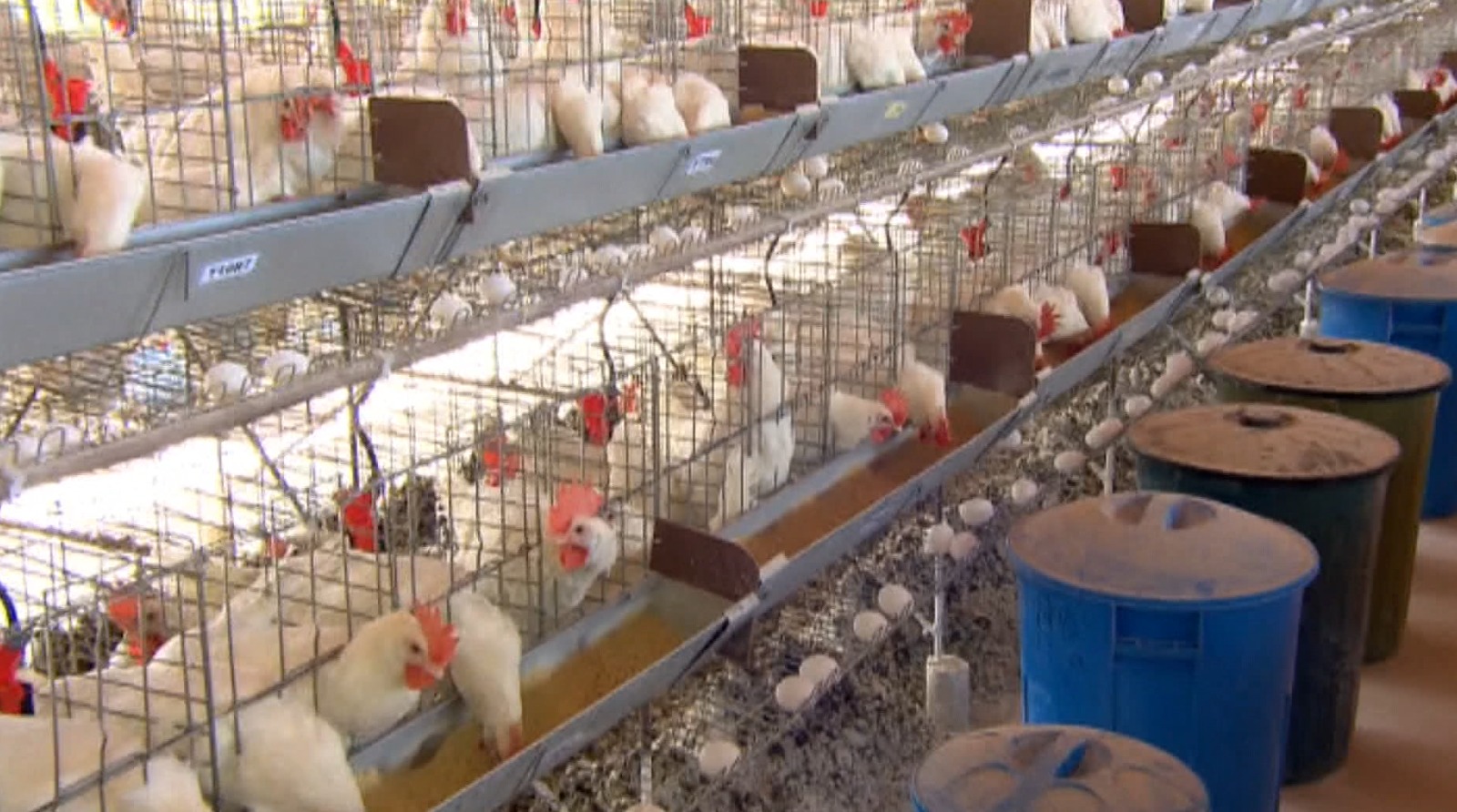 Produtividade: estado produz 145 ovos por segundo