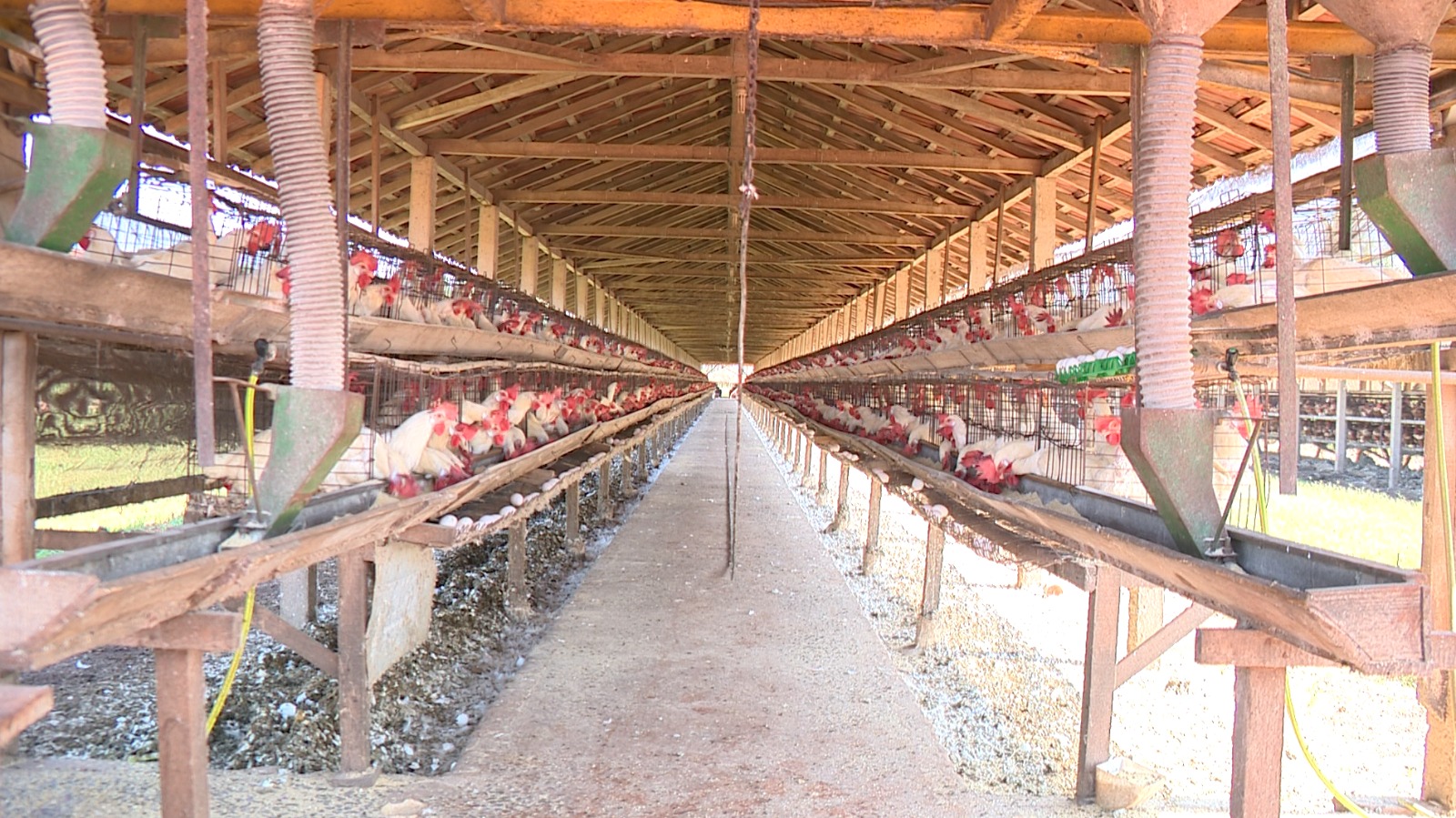 Avicultura fortalece atuação na ABRA com nova liderança